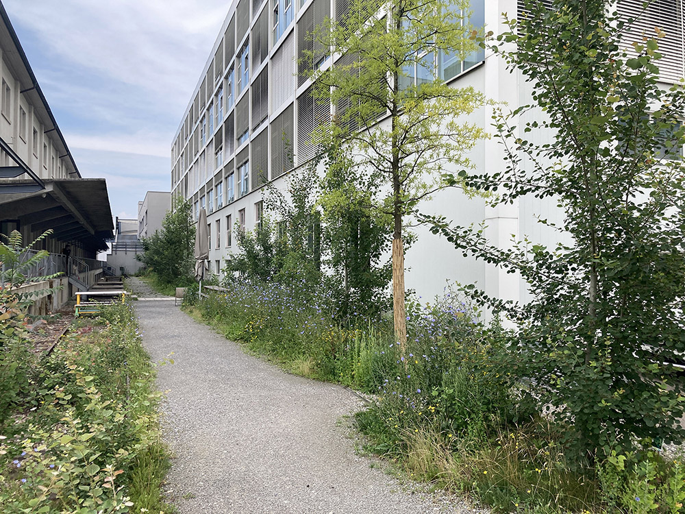 A shady courtyard between buildings of the FHNW Academy of Art and Design, with wild plants growing.